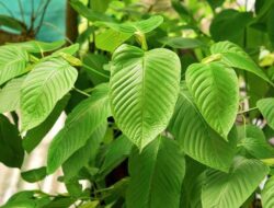 Tanaman Kratom: Fakta Menarik dan Sorotan