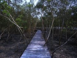 Mempertahankan Kekayaan Hayati dengan Mengembangkan Ekowisata di Hutan Mangrove Batu Bara