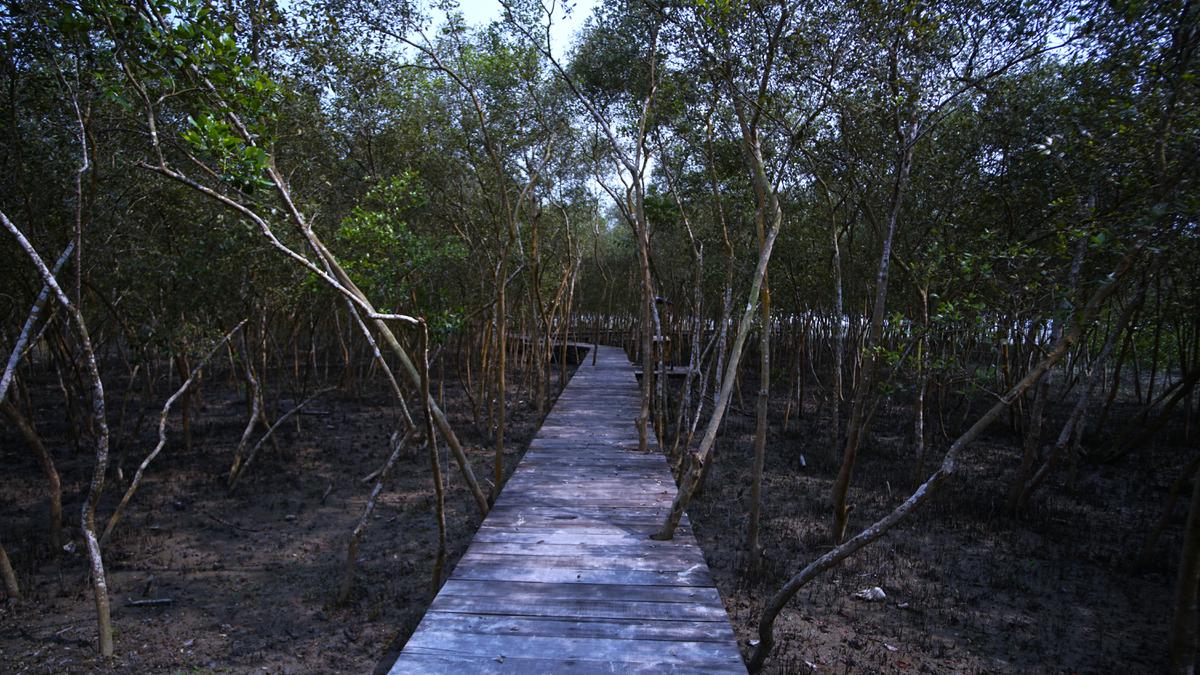 Mempertahankan Kekayaan Hayati dengan Mengembangkan Ekowisata di Hutan Mangrove Batu Bara