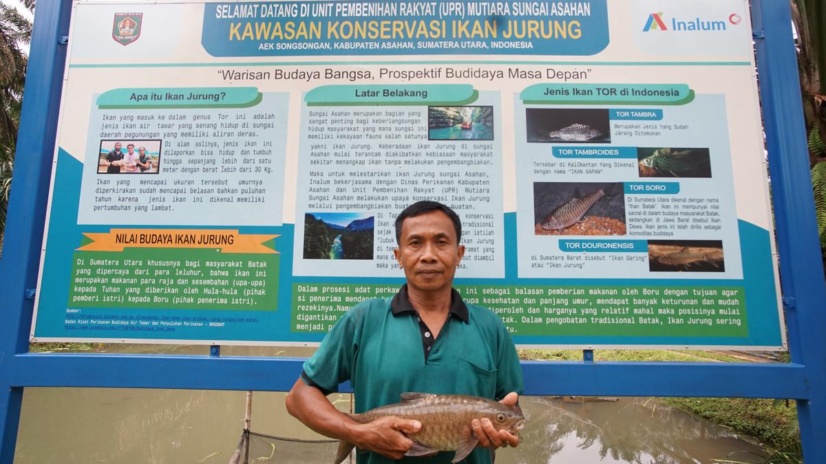 Inalum Membantu Senyum Para Pembudidaya Ikan Jurung di Sungai Asahan Kembali Muncul