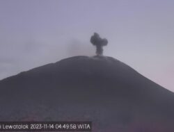 Erupsi Gunung Ili Lewotolok: Abu Vulkanik Mencapai Ketinggian 300 Meter saat Meletus Kembali