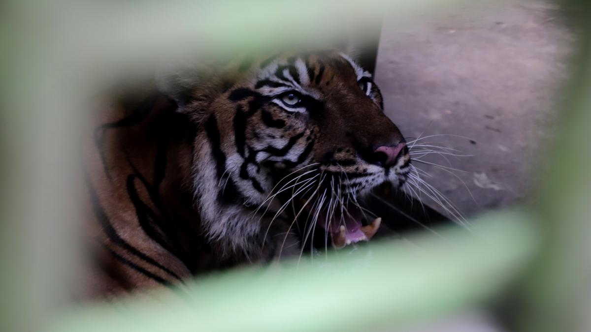 Tewas Bersimbah Darah Warga Samarinda di Kandang Harimau