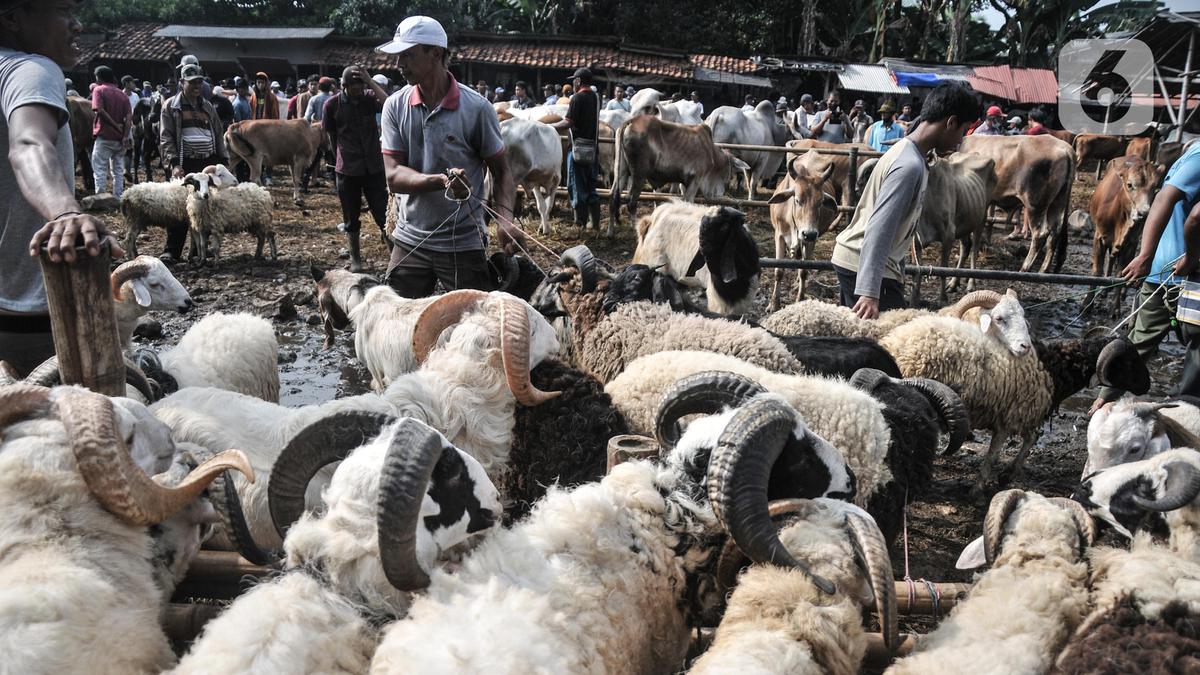 Mengapa 3.976 Hewan Kurban di Kota Bandung Tidak Layak untuk Dipotong?