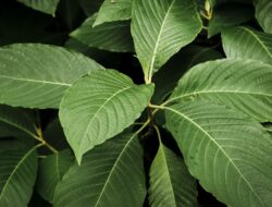 Anda Tahu Manfaat Istimewa Daun Kratom? Simak 6 Manfaatnya yang Menakjubkan