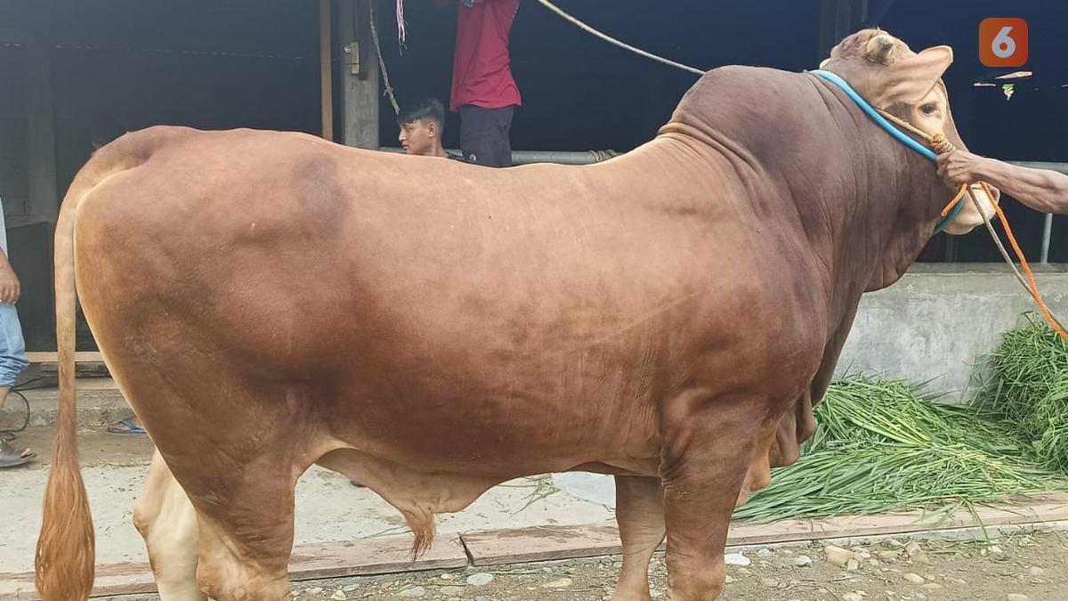 Hewan Kurban Jokowi di Kota Palu adalah Sapi Limosin yang berasal dari Parigi Moutong.