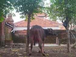 Kisah Warga Kudus yang Melarang Sembelih Sapi Saat Idul Adha