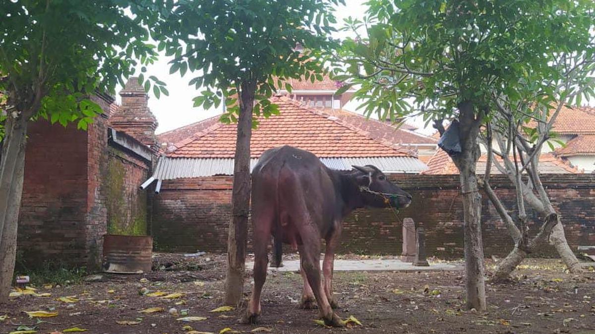 Kisah Warga Kudus yang Melarang Sembelih Sapi Saat Idul Adha