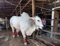 Penampakan Sapi Kurban Jokowi dari Pertanian YT Binjai untuk Disembelih pada Hari Raya Idul Adha 2024