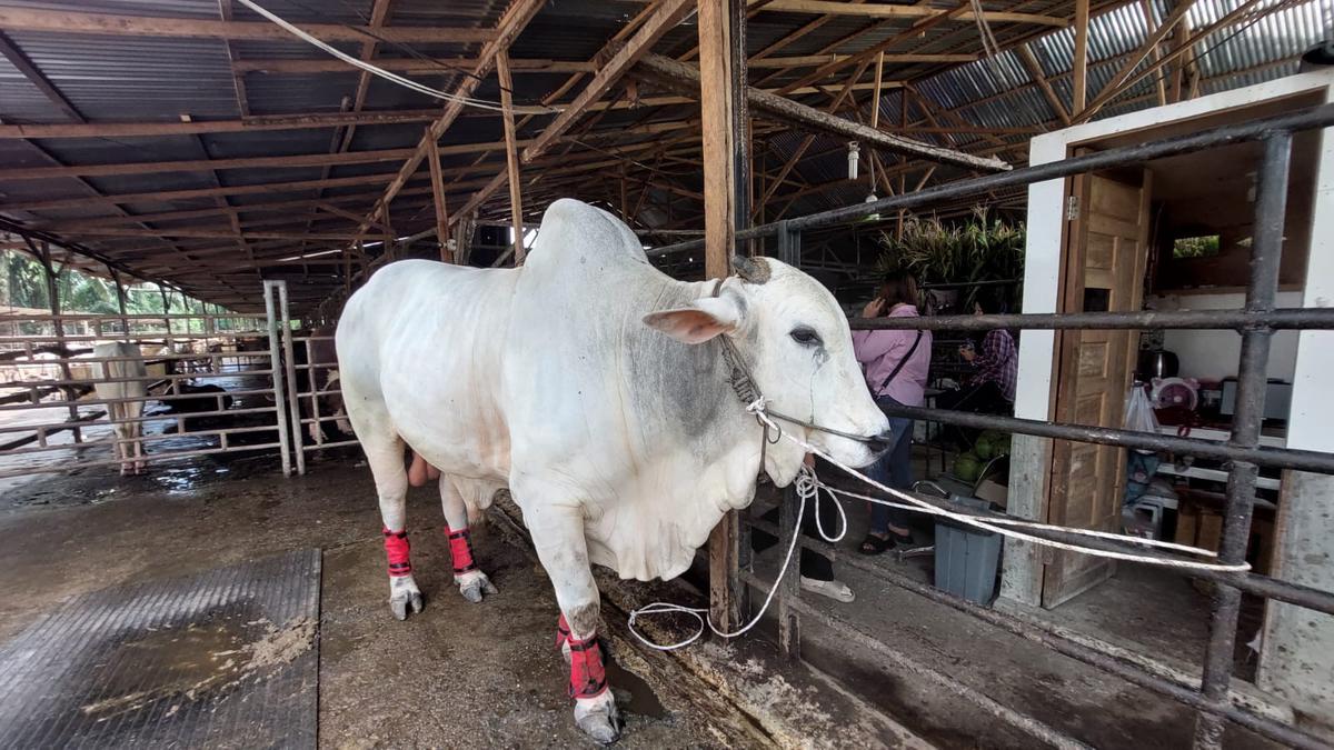 Penampakan Sapi Kurban Jokowi dari Pertanian YT Binjai untuk Disembelih pada Hari Raya Idul Adha 2024