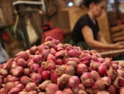 Petani Bantul Bahagia saat Panen Bawang Merah Berkilau di Luas Tanah 125 Ha