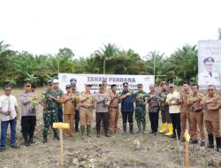 Minat Warga Sulbar Terhadap Bibit Pisang Cavendish di Pasangkayu Meningkat, Pj Gubernur Bahtiar Menanamnya