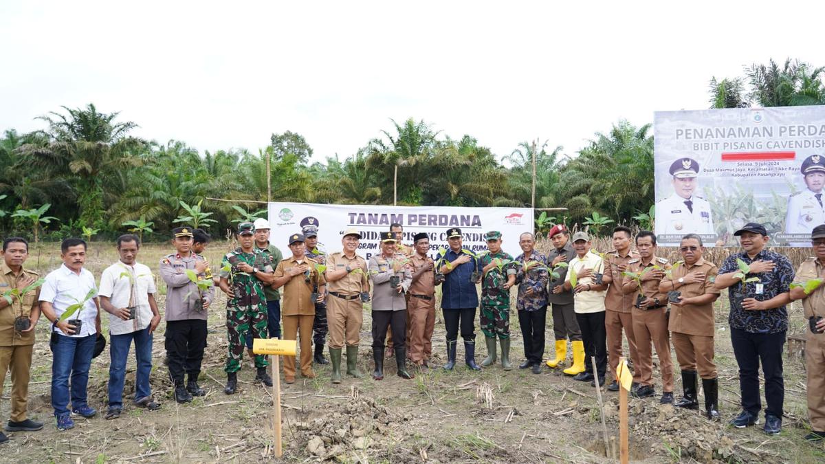 Minat Warga Sulbar Terhadap Bibit Pisang Cavendish di Pasangkayu Meningkat, Pj Gubernur Bahtiar Menanamnya