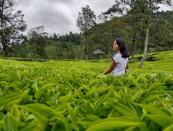 Keindahan Kebun Teh Sikatok di Wonosobo